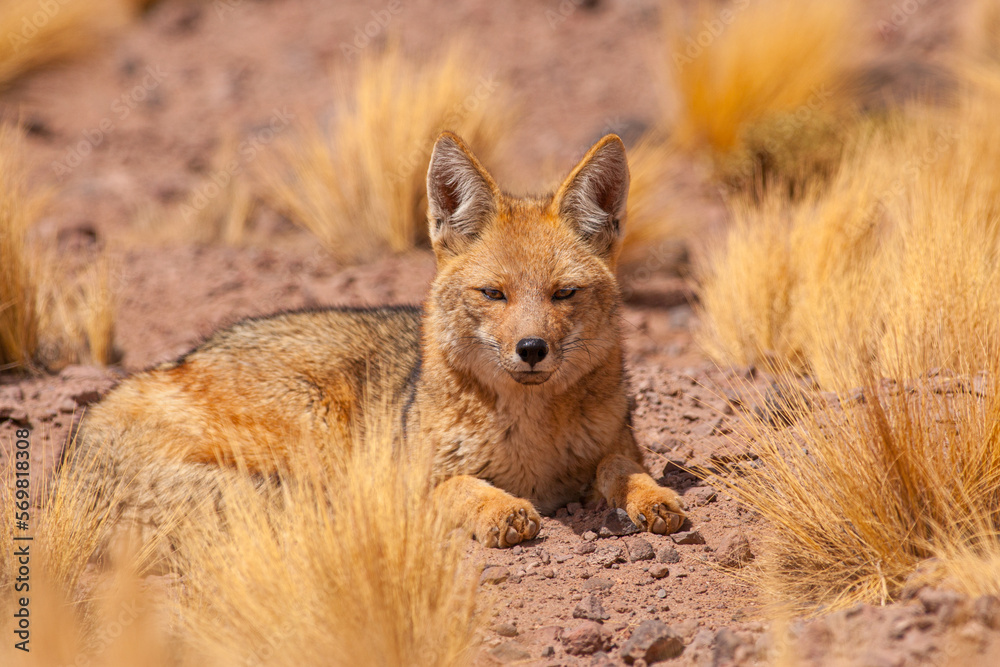 Fototapeta premium Close up of an Andean fox (Lycalopex culpaeus) lying in puna grass on the high altitude plateau of the Altiplano in the north of Chile