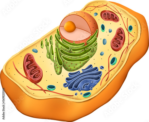 Structure of animal cell on white background. illustration, cellular biology, model, science, biology, education, animal cell, nucleus and etc. photo