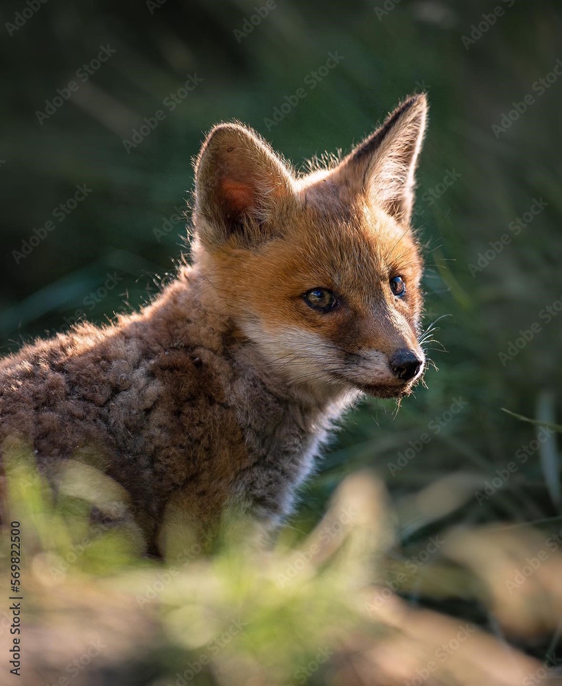 Rotfuchs Rotfuchs