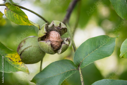 Close-up of walnuts (Juglans regia) in shell on tree, Munich, Bavaria, Germany photo