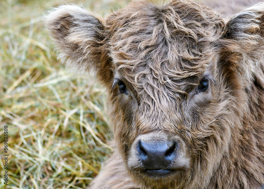 close up of a scottish highland calf