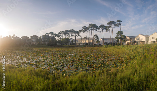 Pond covered with water lilys with grasses and tall trees on the shore in residences of Destin, FL. Sunlight over the residential buildings and pond at the front. photo