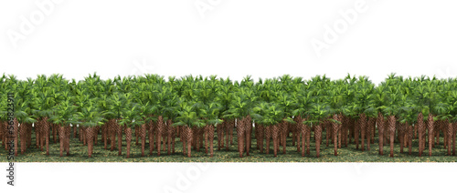 forest line, trees in the forest with grass and fallen leaves, isolated on transparent background, 3D illustration, cg render