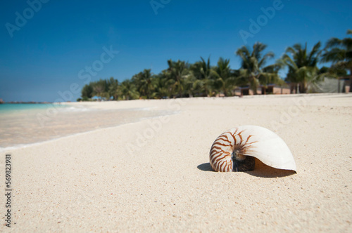 nautilus at beach, Koh Lipe, Thailand