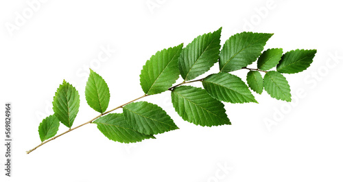 Fresh waved twig with green leaves isolated on white or transparent background
