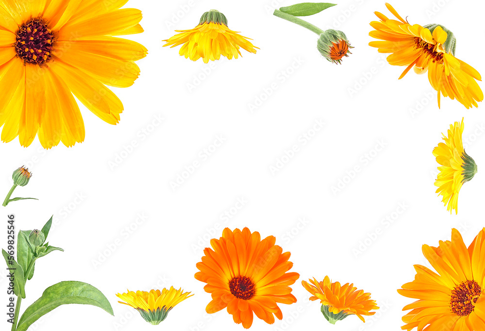 Frame of flowers with leaves Calendula on a white background with space for text, top view. English marigold. Medicinal herb.