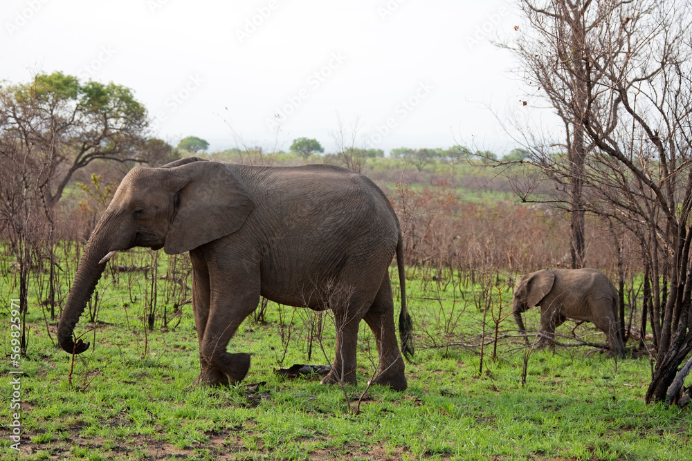 Elephants walking in a forest, Kruger National Park, South Africa, Elephants walking in a forest, Kruger National Park, South Africa,