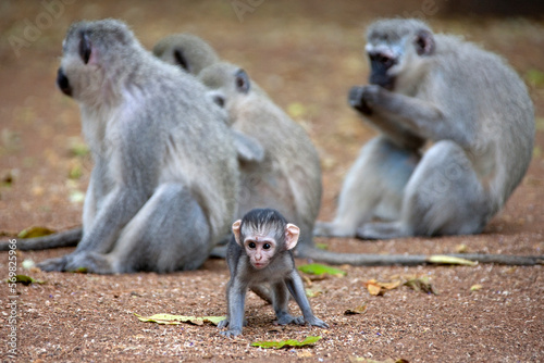 Vervet monkeys (Cercopithecus aethiops) with a baby, South Africa photo