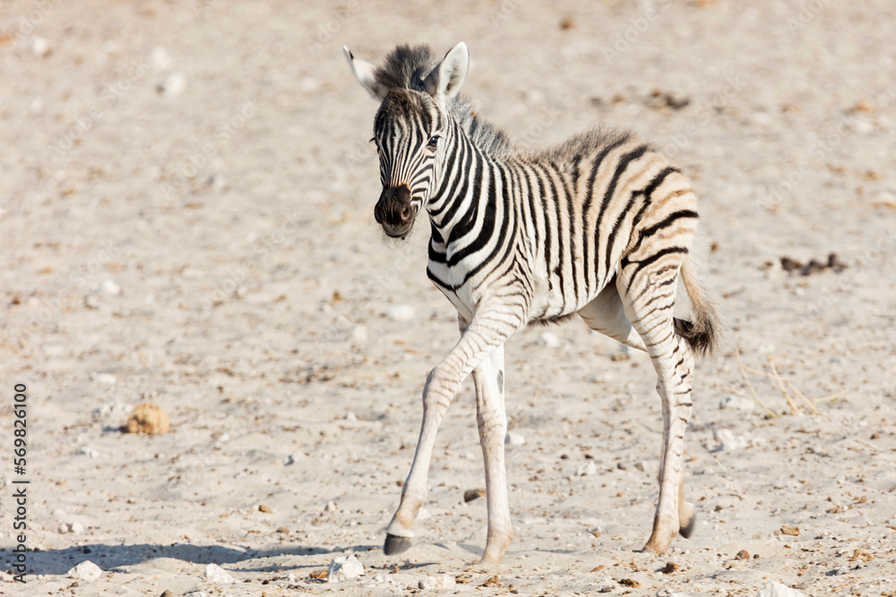 Zebra at Etosha National Park, Namibia, Africa Zebra at Etosha National Park, Namibia, Africa