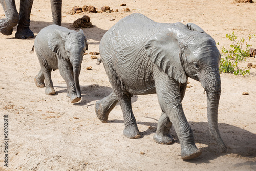 Elephant family at Etosha National Park, Namibia, Africa photo