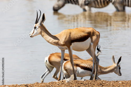 Steenboks at Etosha National Park, Namibia, Africa photo