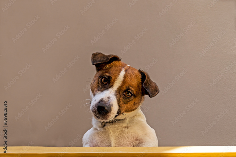 cute jack russell terrier puppy looks surprised down the stairs. Bottom view.