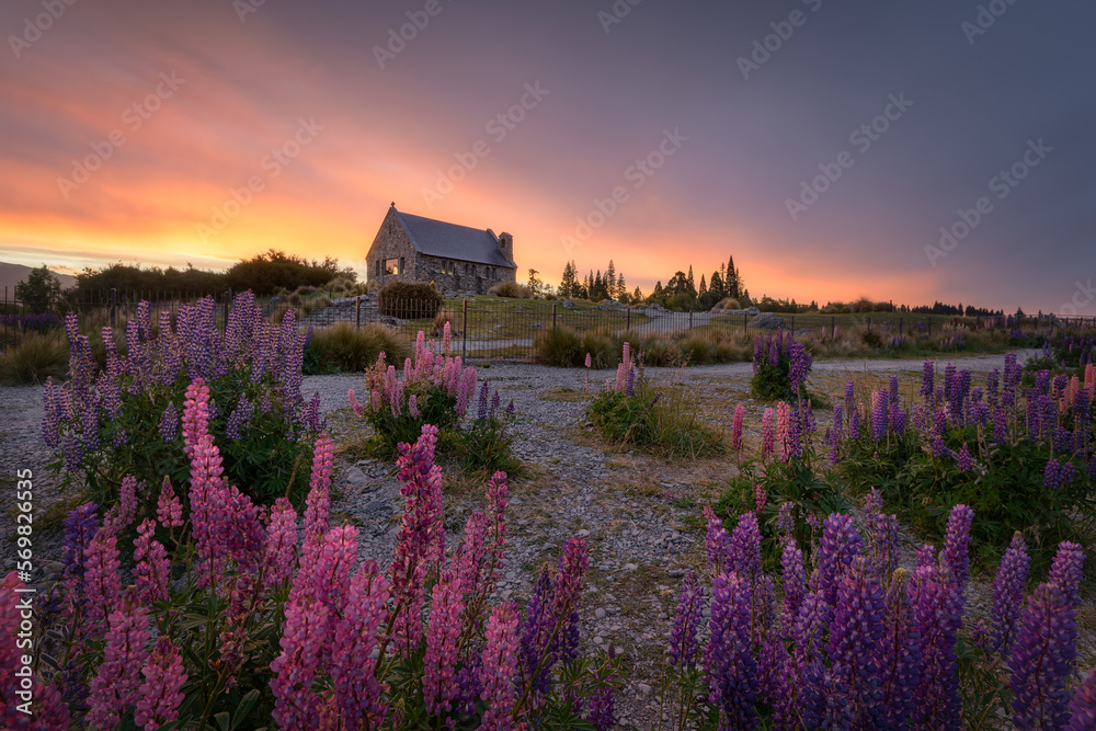 Church of the Good Shepherd and Lupins at Sunrise, Lake Tekapo, New Zealand.
