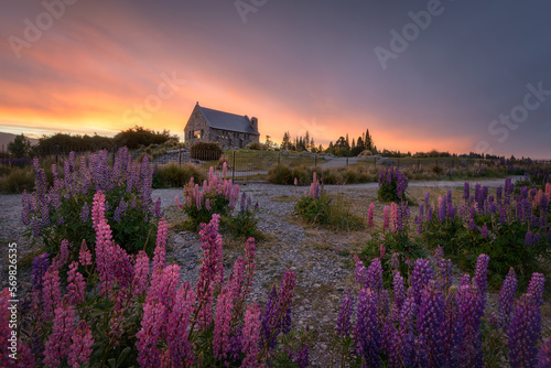 Church of the Good Shepherd and Lupins at Sunrise, Lake Tekapo, New Zealand. photo