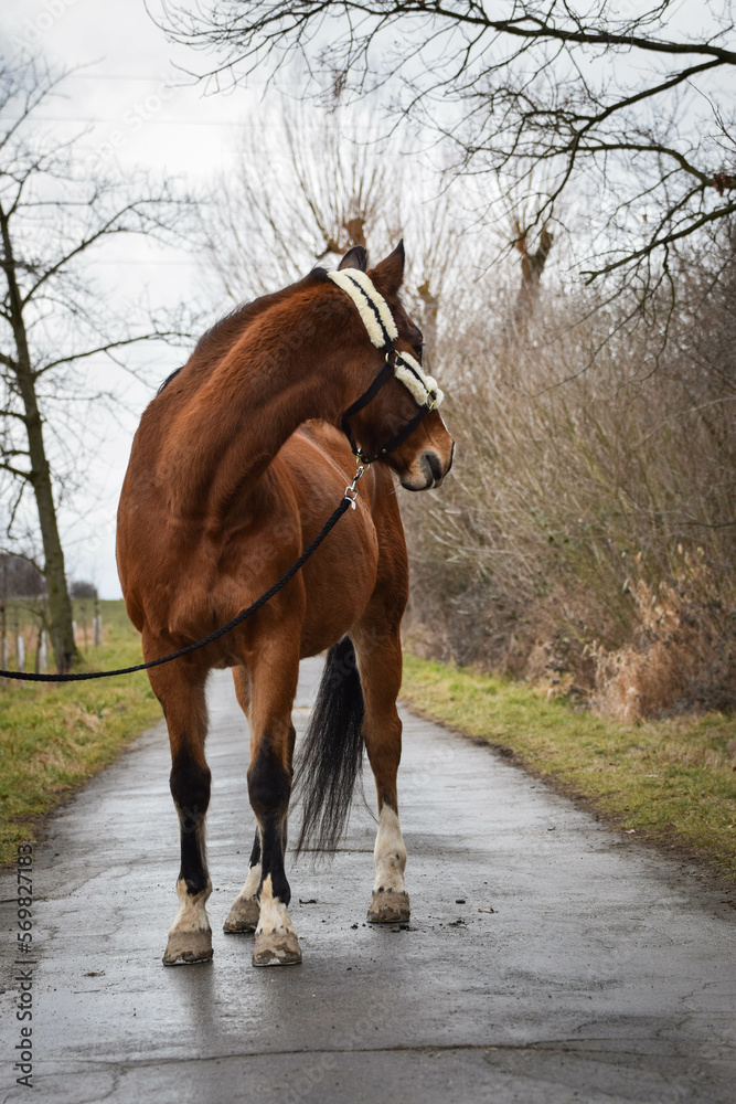 Obraz premium Horse is walking outside with his owner. He is waiting for his rider.