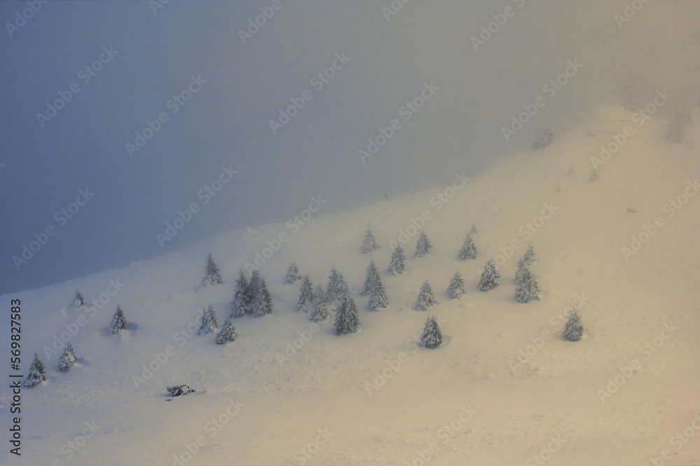 Trees in Winter in Ciucas Mountains, Romania
