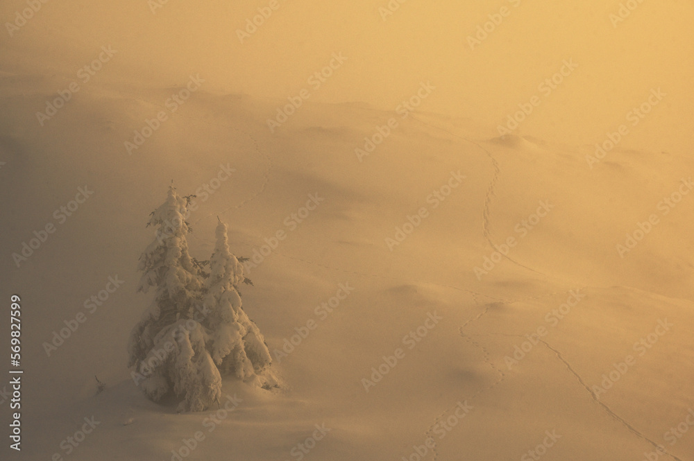Tree in Winter in Ciucas Mountains, Romania