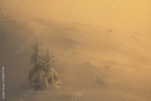 Obraz na płótnie Tree in Winter in Ciucas Mountains, Romania w salonie