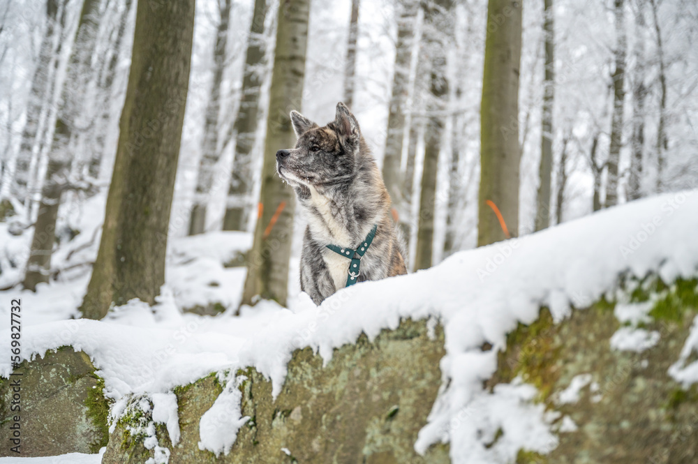 Akita inu dog with gray fur standing on a rock in the forest during winter with lots of snow
