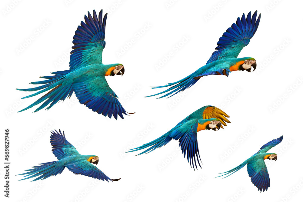 parrot flying png