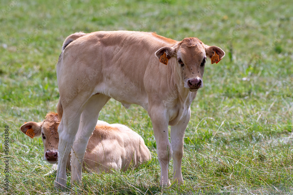 blonde d'aquitaine calves on the grass blonde d'aquitaine calves on the grass