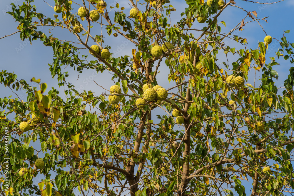 Gelendzhik. Large round fruits on the branches of 