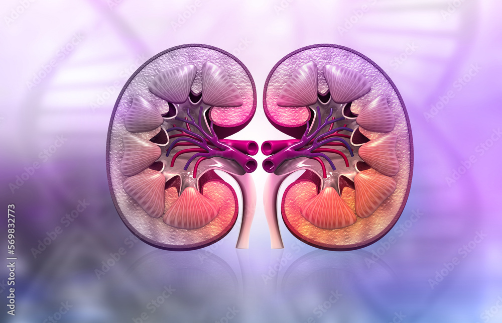 Human kidney cross section anatomy. 3d illustration.. Stock ...