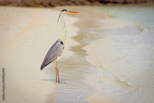 Great gray heron bird staying on the beach