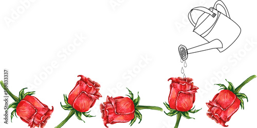 Banner innaffiare rose rosse, illustrazione isolata su sfondo bianco