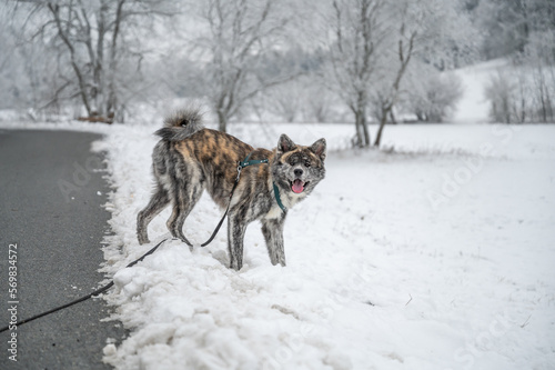 Akita inu dog with gray fur in the snow during winter, looking at camera © Bildgigant