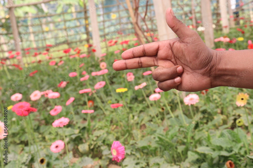 gerbera flower farm with finger sign for deaf