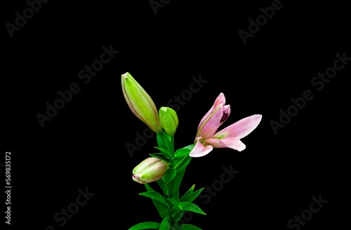 A pink lily flower on a black background, known as Lilium parryi, blooms against a black background. There is space for text.