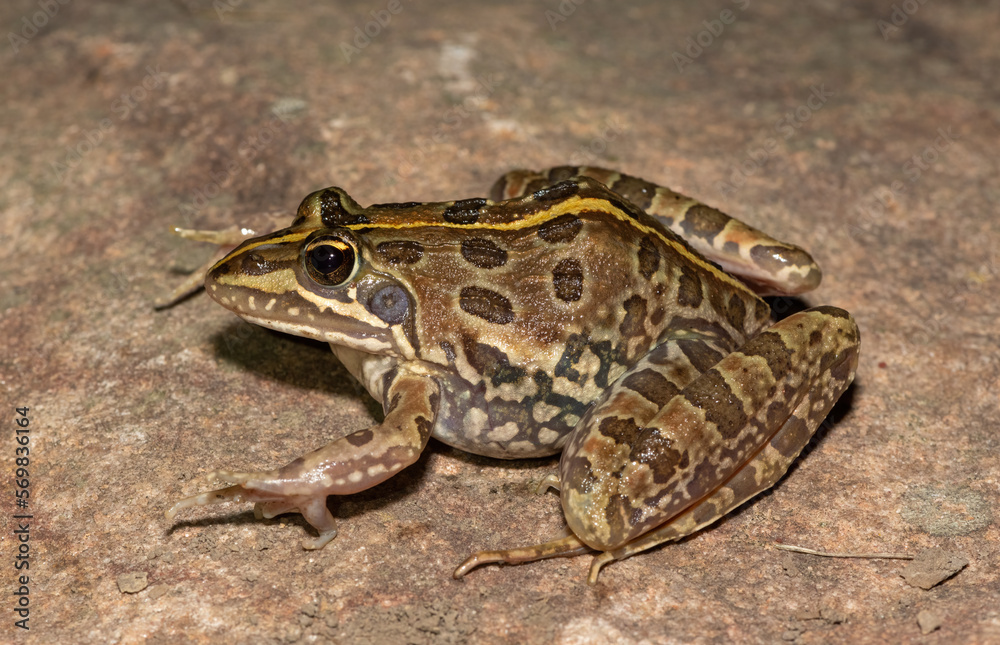 Common river frog (Amietia delalandii), also known as drakensberg river frog, or sani pass frog, a species of southern African river frog Common river frog (Amietia delalandii), also known as drakensberg river frog, or sani pass frog, a species of southern African river frog