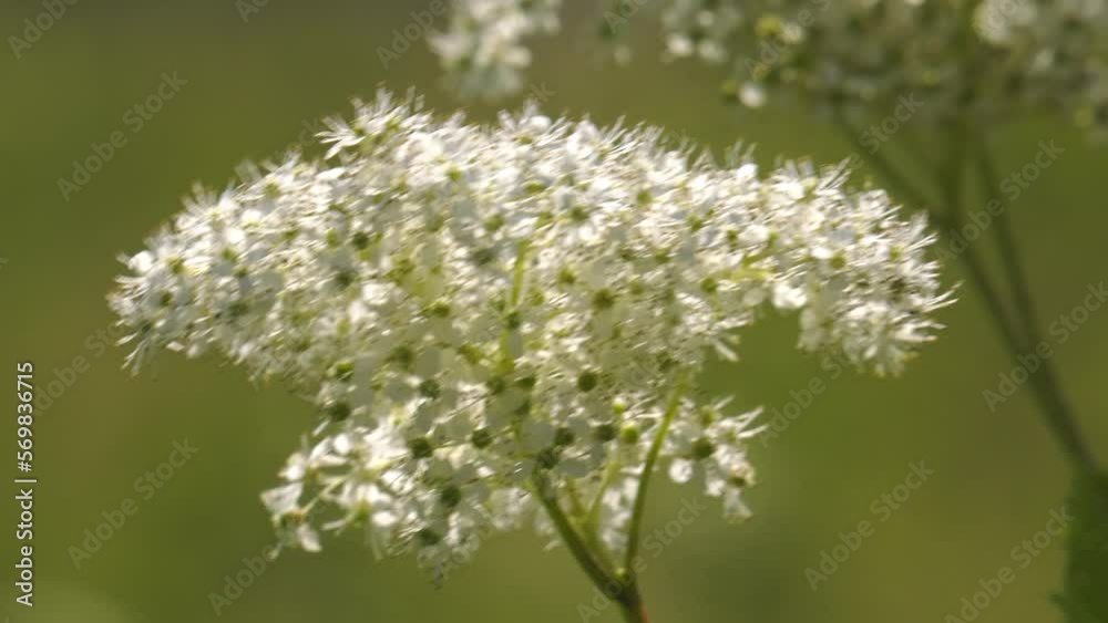 Southern Urals, flowering meadowsweet (Filipendula ulmaria) in the field. Southern Urals, flowering meadowsweet (Filipendula ulmaria) in the field.