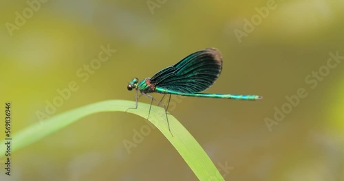 Beautiful demoiselle (Calopteryx virgo) is a European damselfly belonging to the family Calopterygidae. It is often found along fast-flowing waters where it is most at home. photo