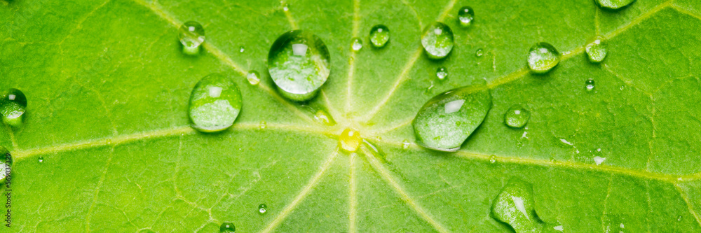 Fototapeta premium Drops of water pearl off a leaf with a lotus effect