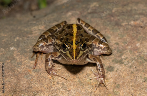 Common river frog (Amietia angolensis) 