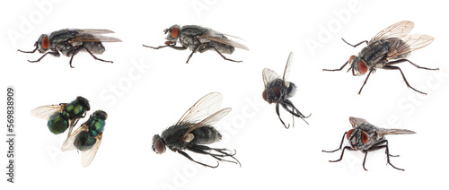 Collage with different common flies on white background © New Africa