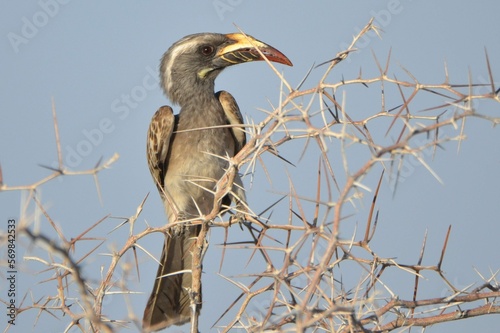 African grey hornbill is perched in a tree, Etosha NP