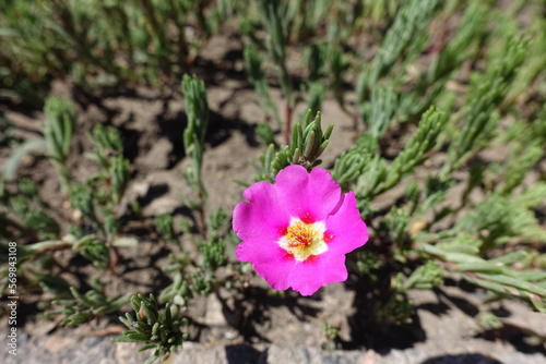 1 magenta colored flower of Portulaca grandiflora in July