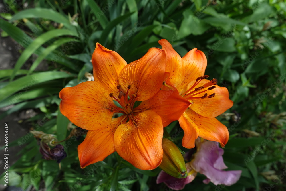 Two vibrant orange flowers of lilies in June Two vibrant orange flowers of lilies in June
