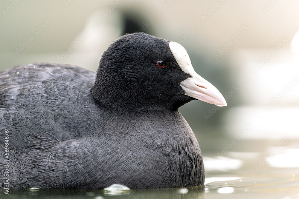 close up of a coot