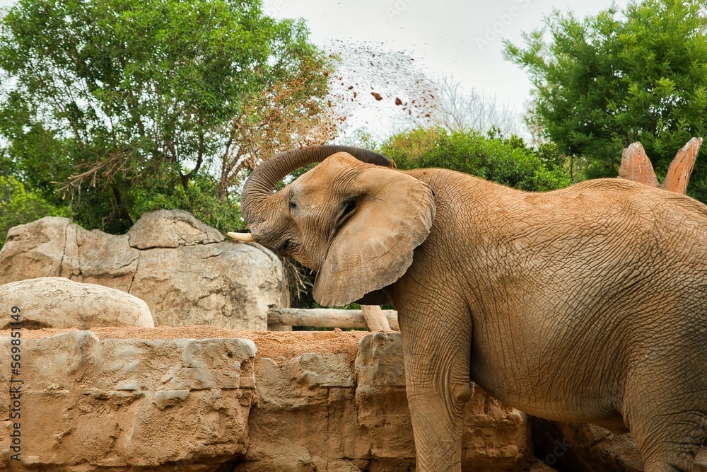 Frontal close-up of an adult elephant taking a sand bath with tusks, rocks and trees in the background.