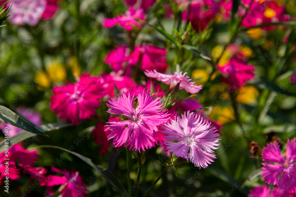 Pink dianthus flowering in a garden