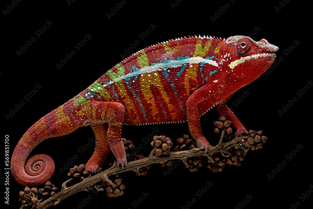 Fototapeta premium Amazing red of Panther Chameleon (Furcifer pardalis).