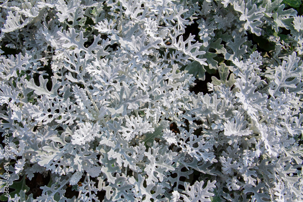 Top view of dusty miller plant.