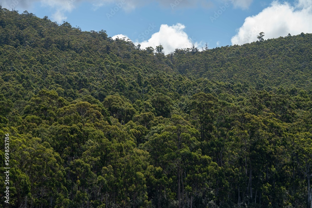 gumtree forest growing in the australian bush