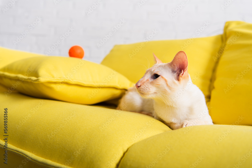 Oriental cat lying on blurred couch in living room.