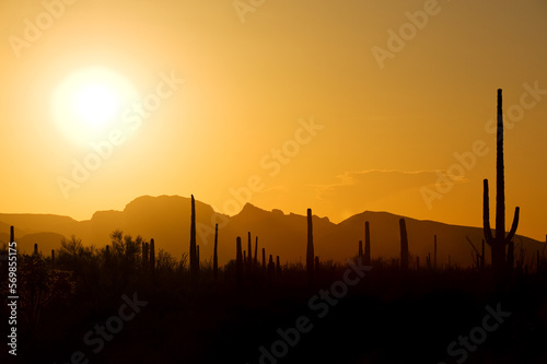 Famous saguaro cactus backlit by sunset in Saguaro National park, Sonora desert, Arizona, USA