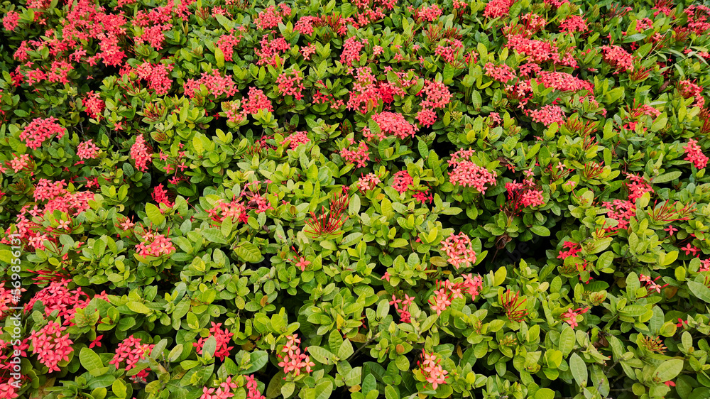 A garden filled with red flowers that blooming in spring. King Ixora or as known as Ixora chinensis, Rubiaceae flower, Ixora flower, or Ixora coccinea. 